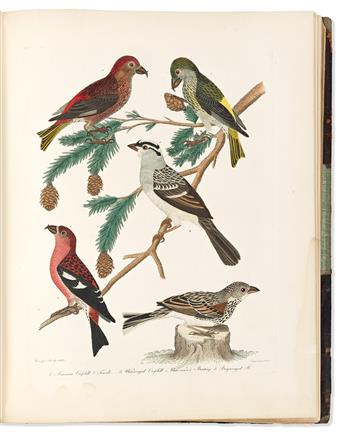 (NATURAL HISTORY.) Alexander Wilson; and Charles Lucien Bonaparte. American Ornithology;